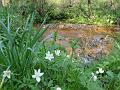 2011-0420_1515_Jarvis_Brook_East_Sussex_24